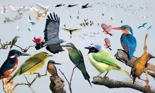 【915-918邵陽秋季車展倒計(jì)時(shí)4天】不想出門看人人人，那就改成看鳥鳥鳥！